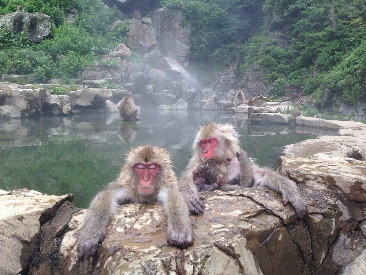 Snow Monkey Hierarchy: The Top Monkeys - SNOW MONKEY RESORTS