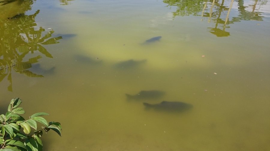 Lago com tambaquis