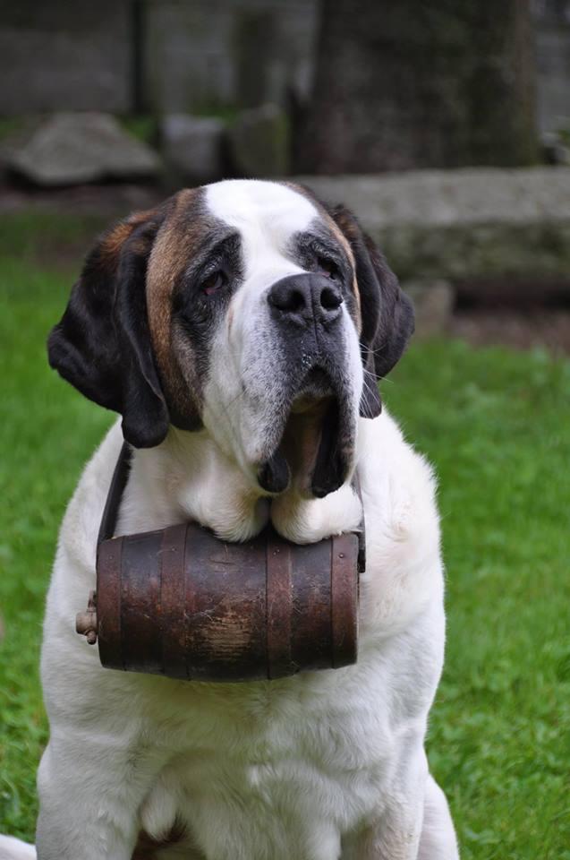 Saint bernard outlet kennel