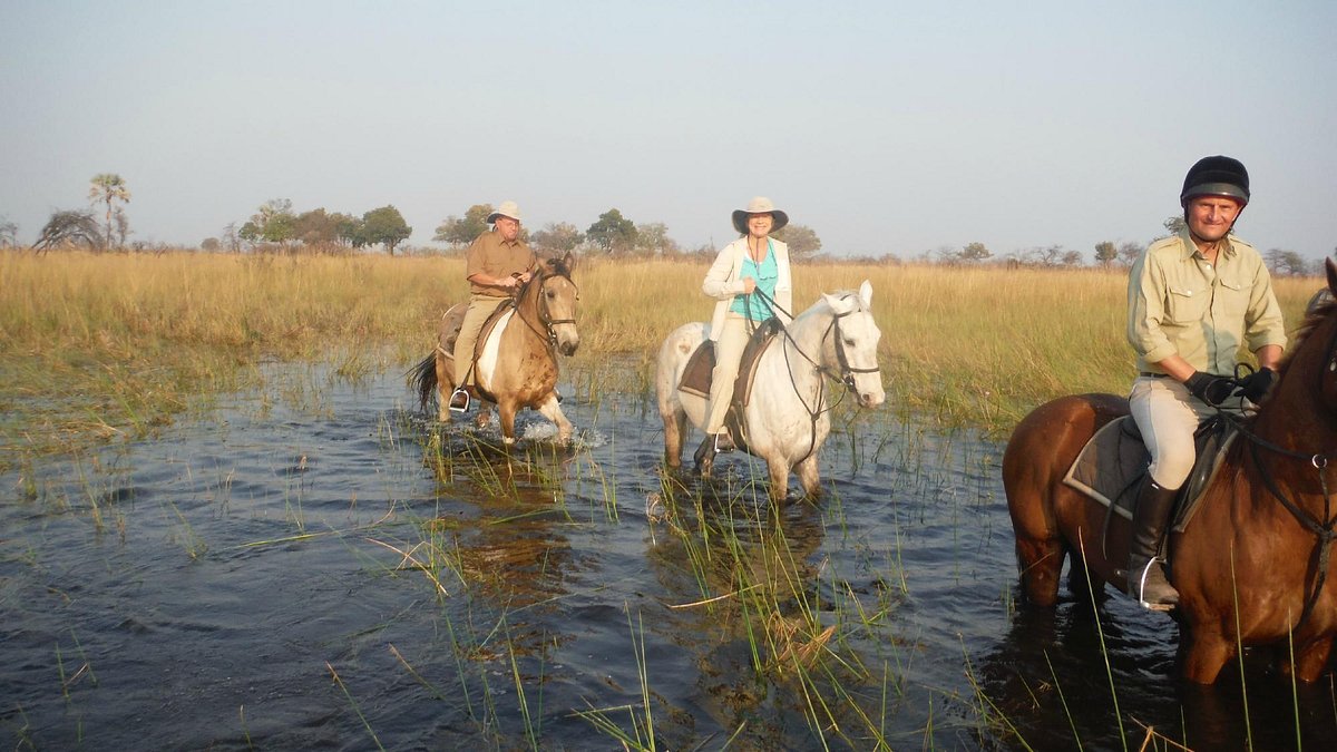 african horseback safaris macatoo camp maun photos