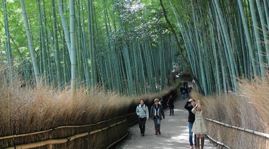 Arashiyama Bamboo Forest