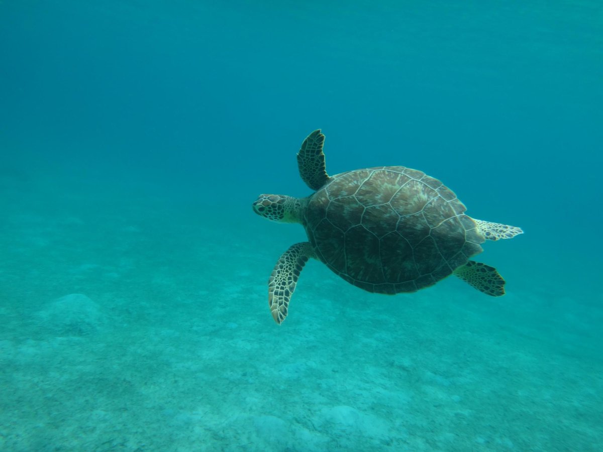 Ss Tobias Snorkel & Beach Tours - Day Tours - All You Need To Know 