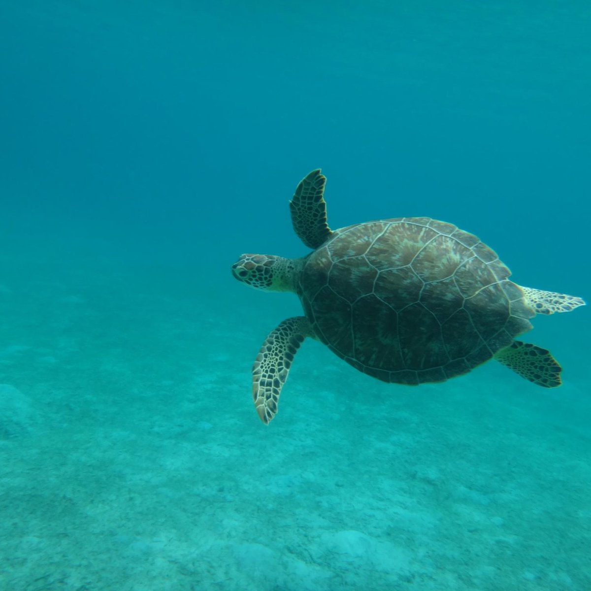 SS Tobias Snorkel & Beach Tours - Day Tours - All You Need to Know ...