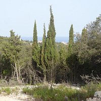 Cypress Trail