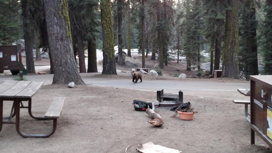 bear
