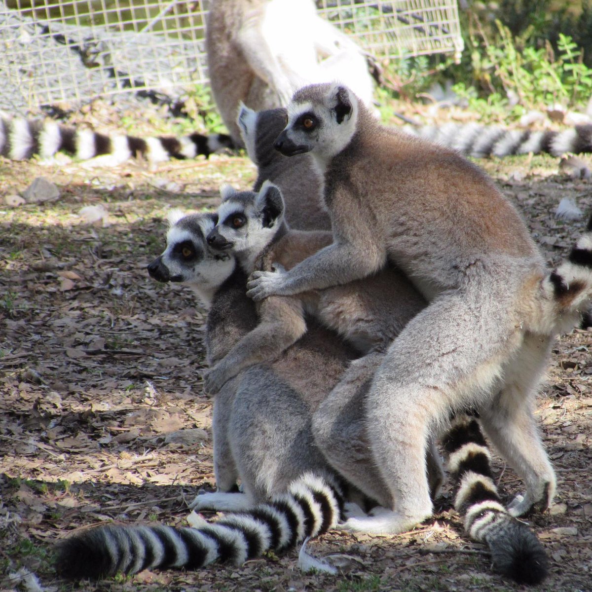 badoca safari park photos