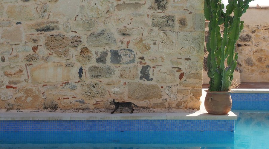 Kitten by the pool