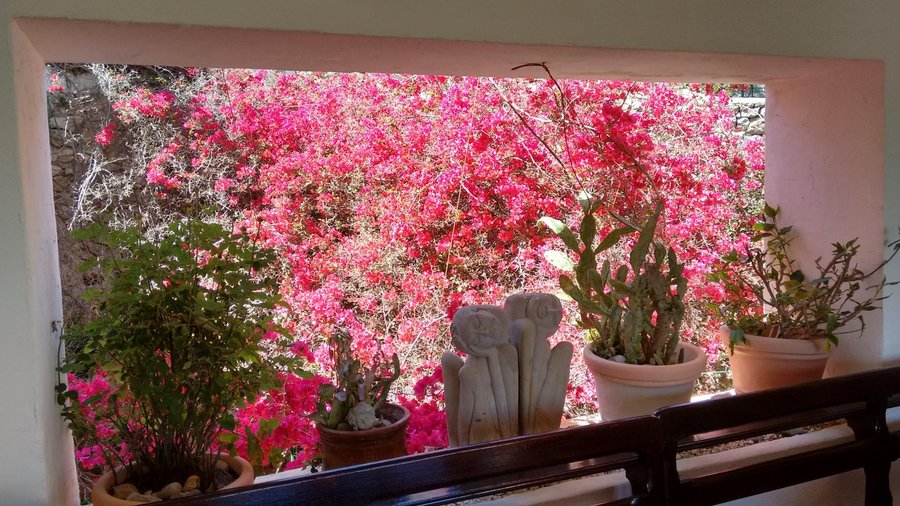 Sombra fresca de la buganvilia