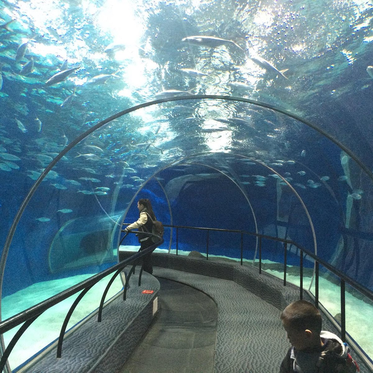 Shanghai Ocean Aquarium (Shanghái) - Caption