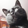 LeChatPatrouilleur