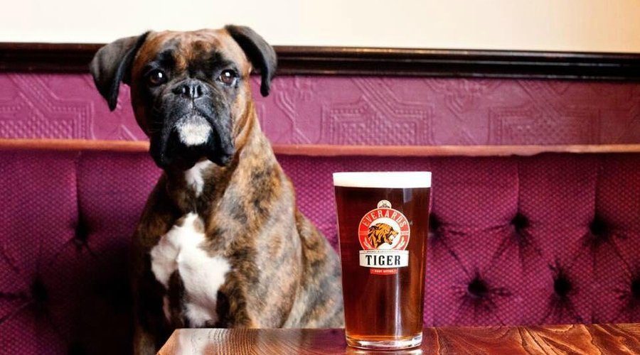 #pubdog