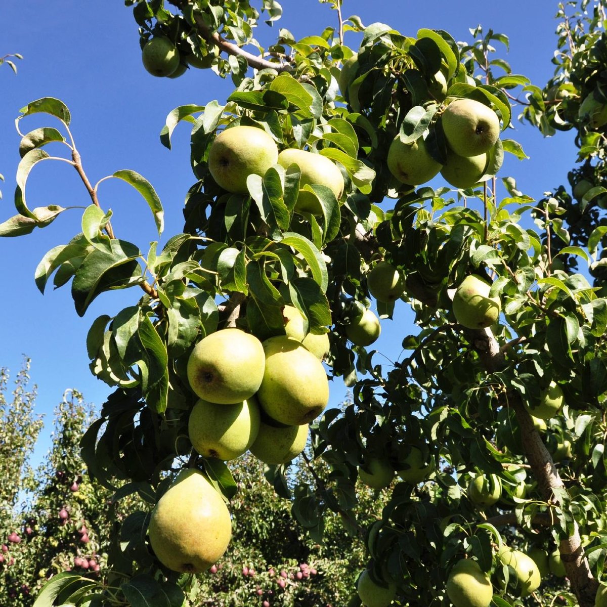 Kiyokawa Family Orchards, Parkdale: лучшие советы перед посещением -  Tripadvisor