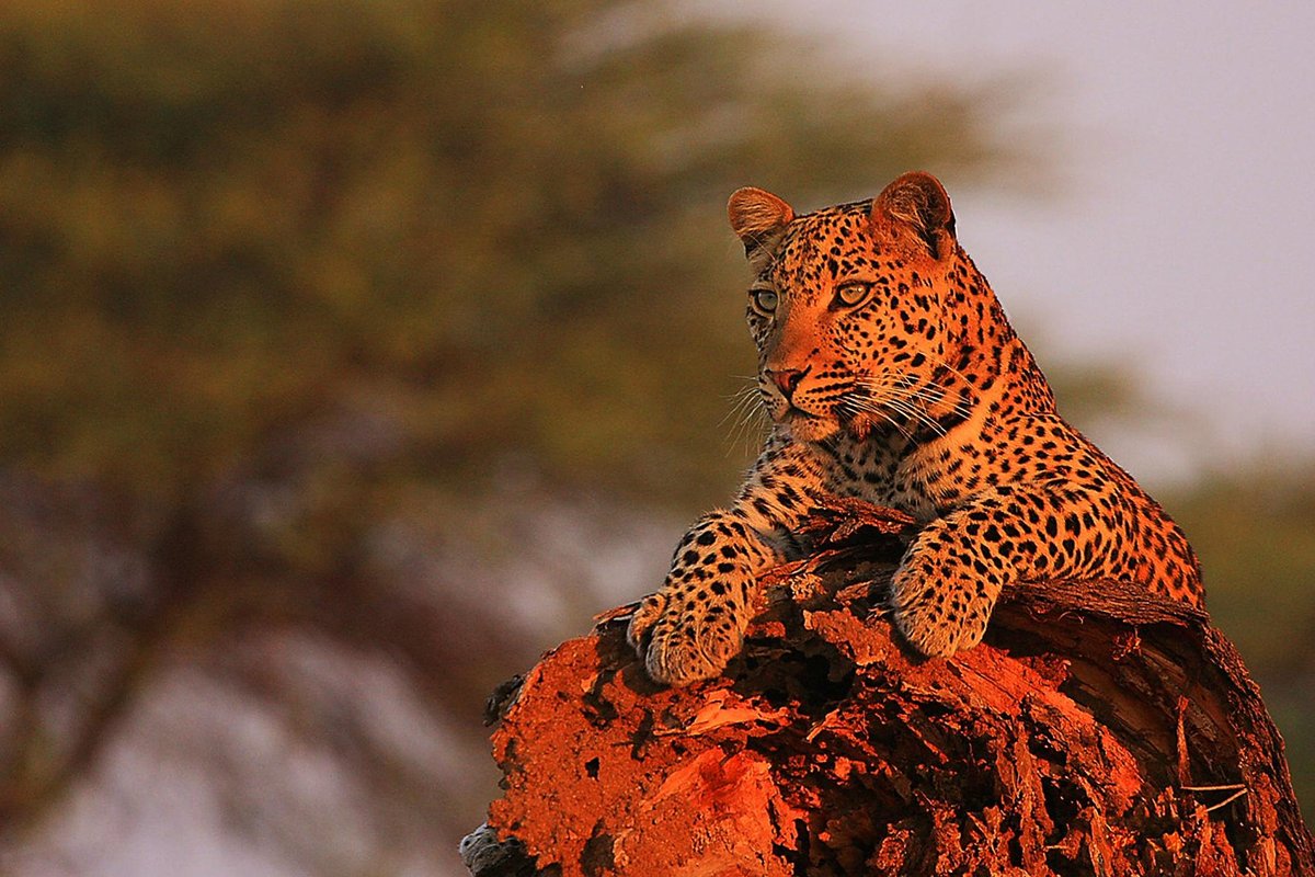 Ruaha National Park