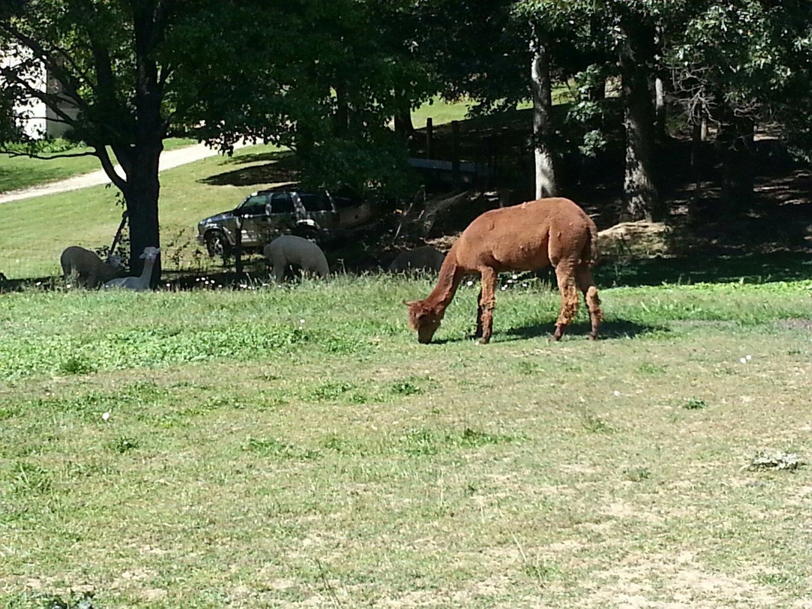 TROYER'S COUNTRY AMISH BLATZ, Fairview - Restaurant Reviews, Photos ...