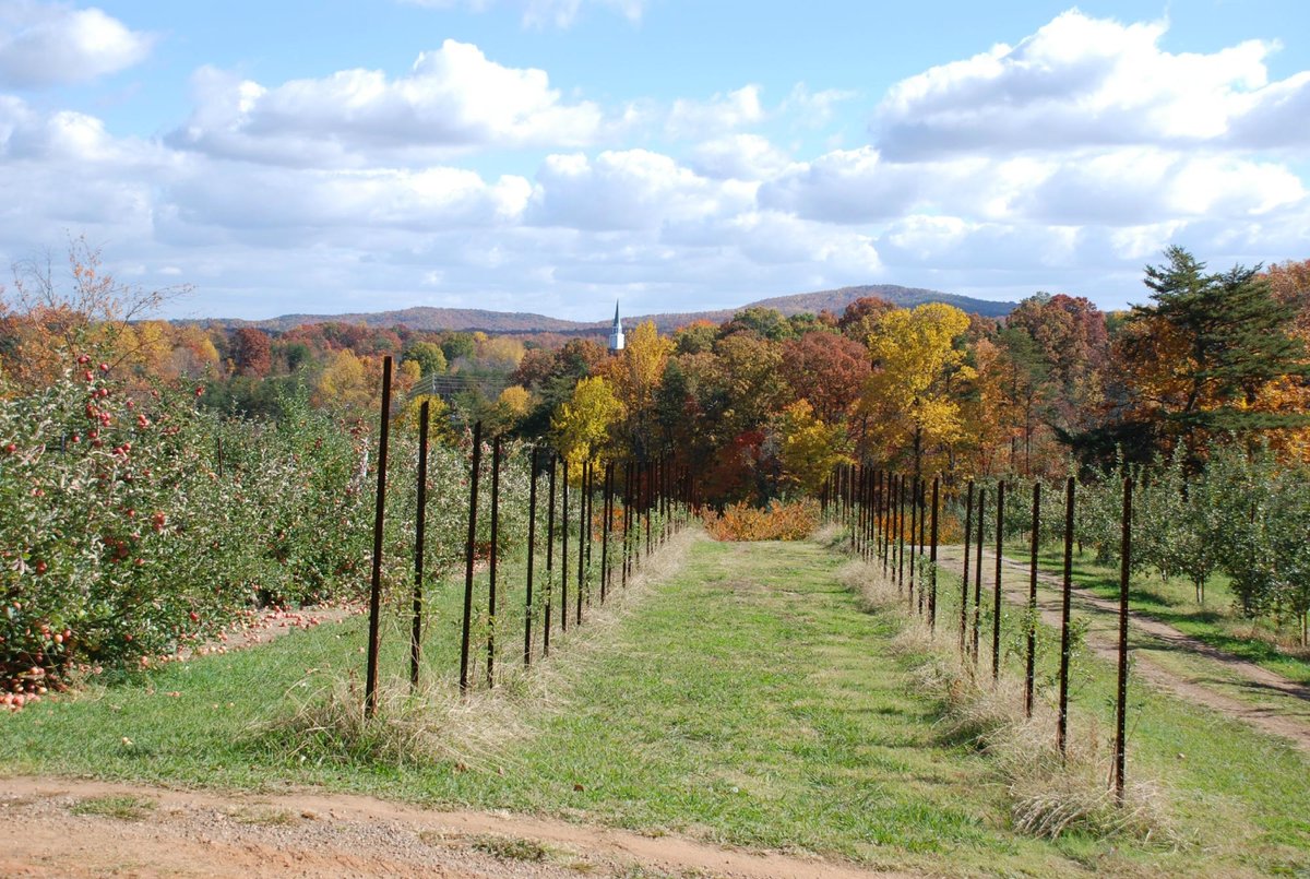 Apple Hill Orchard & Cider Mill (2025) - All You Need to Know BEFORE ...