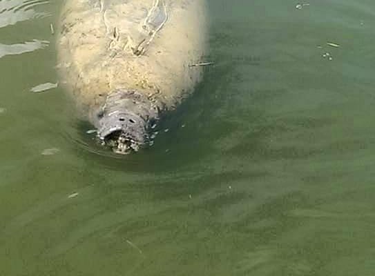 keeper catch of fish with a black drum being the highlight - Picture of  Sunshine Tours, Marco Island - Tripadvisor