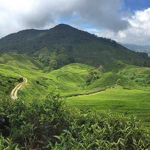 Malaysia's scenic trails for hiking - Unique Flora and Fauna Encountered