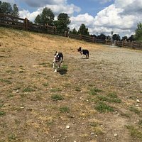 Clearbrook Park - Off Leash Fun!