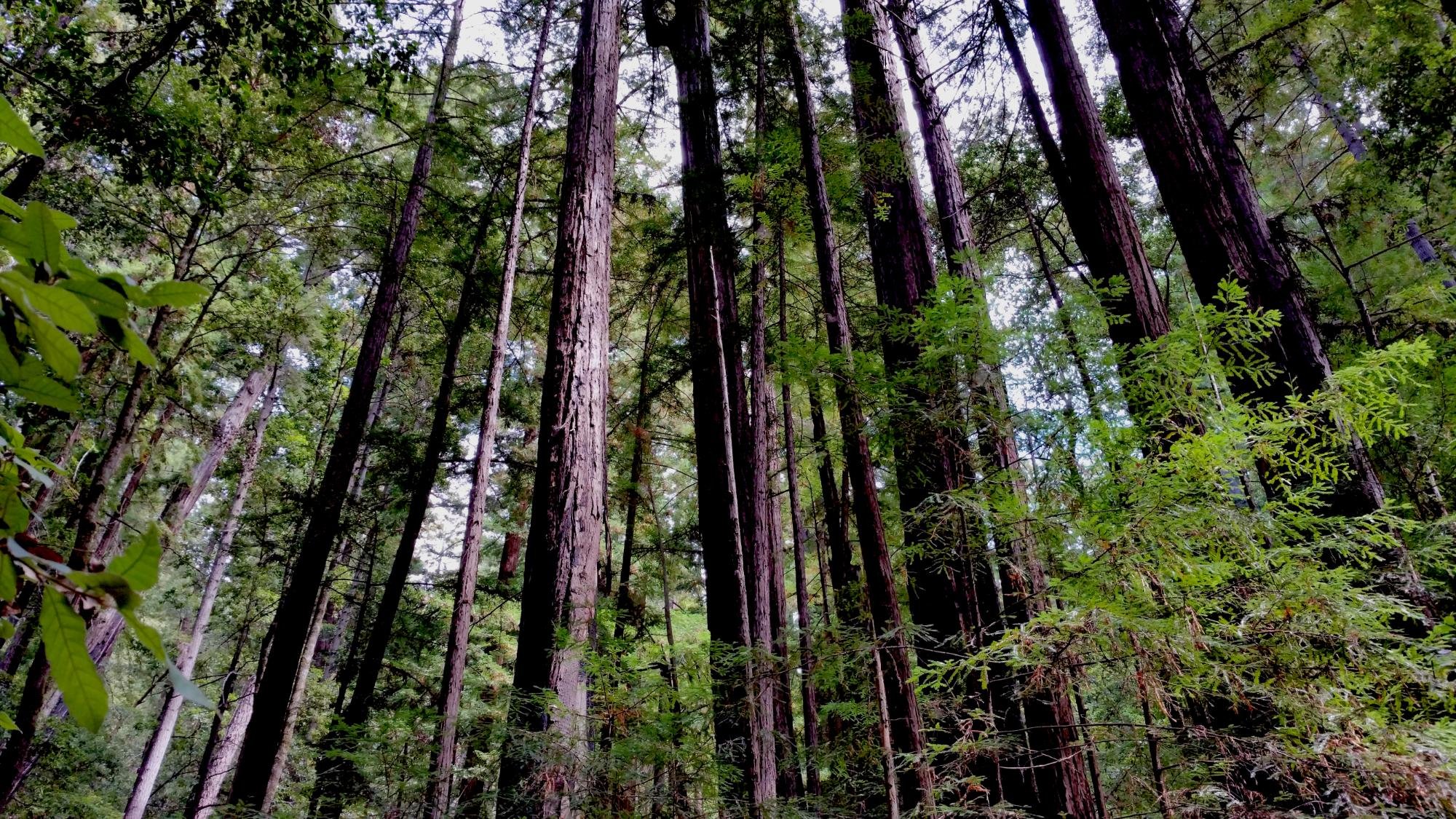 Portola redwoods hotsell state park hiking