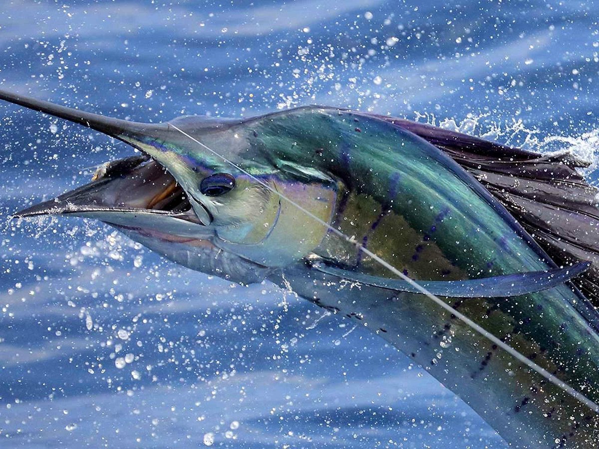 Mad Marlin Sportfishing - All You Need to Know BEFORE You Go (2024)