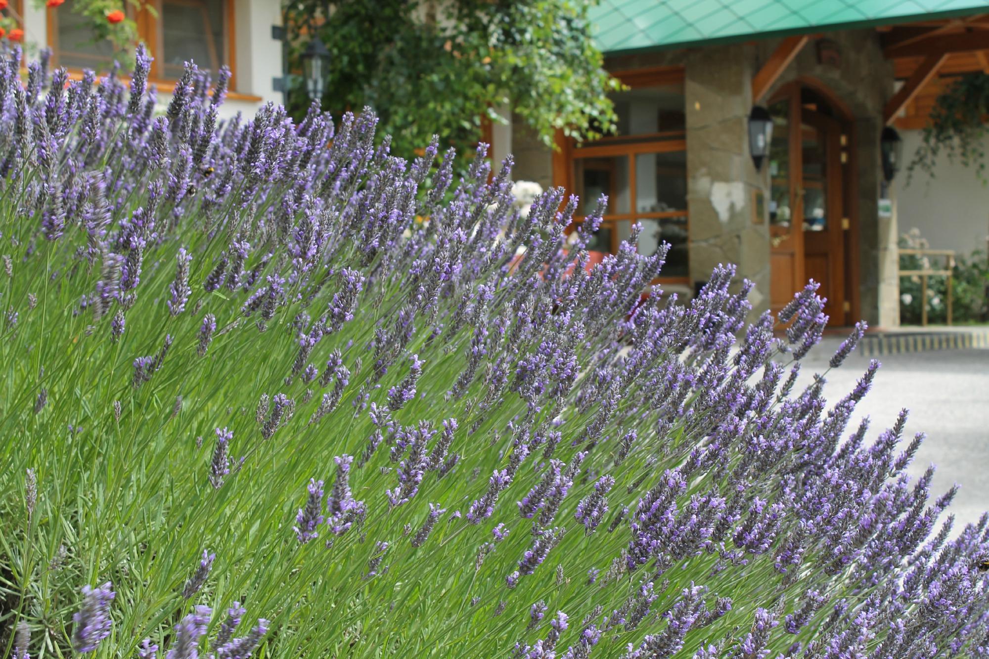 Hotel photo 11 of Kosten Aike.