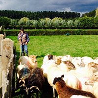 Schaapskooi Schijndel (herder Kees)