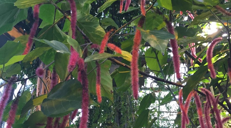 Botanical Garden, University of Oulu