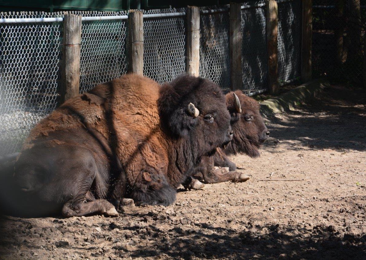 High Park Zoo Capybara