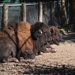 Toronto Zoo All You Need To Know Before You Go Updated 2021 Ontario Tripadvisor