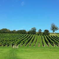 Vineyard