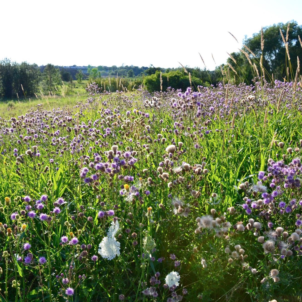 Aurora Arboretum - All You Need to Know BEFORE You Go (2024)