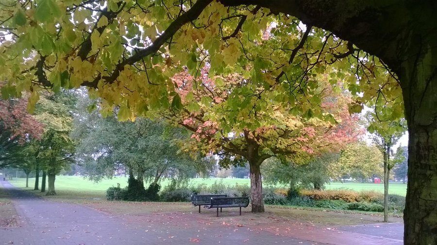wonderful trees