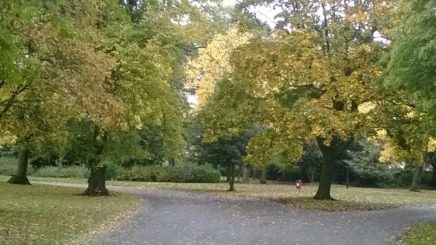 lovely trees