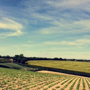 The arable and pig fields surronding our outdoor working pig farm.