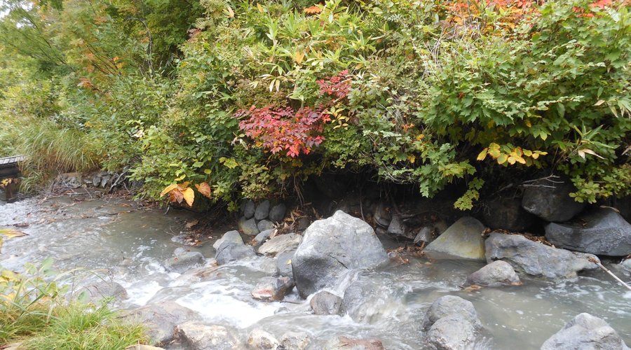 紅葉が始まっています