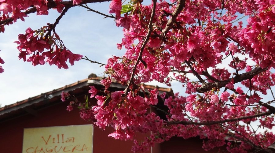 Aqui, a natureza se faz presente em todos os detalhes
