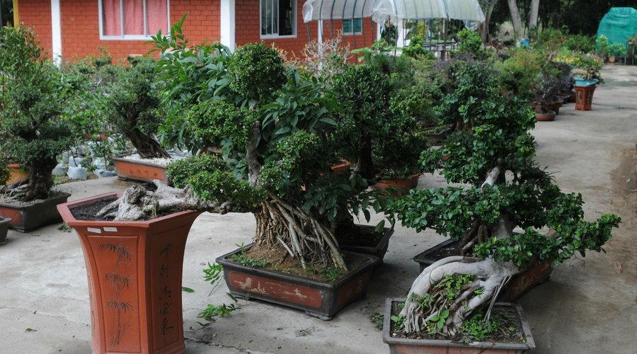 Bonsai Museuam
