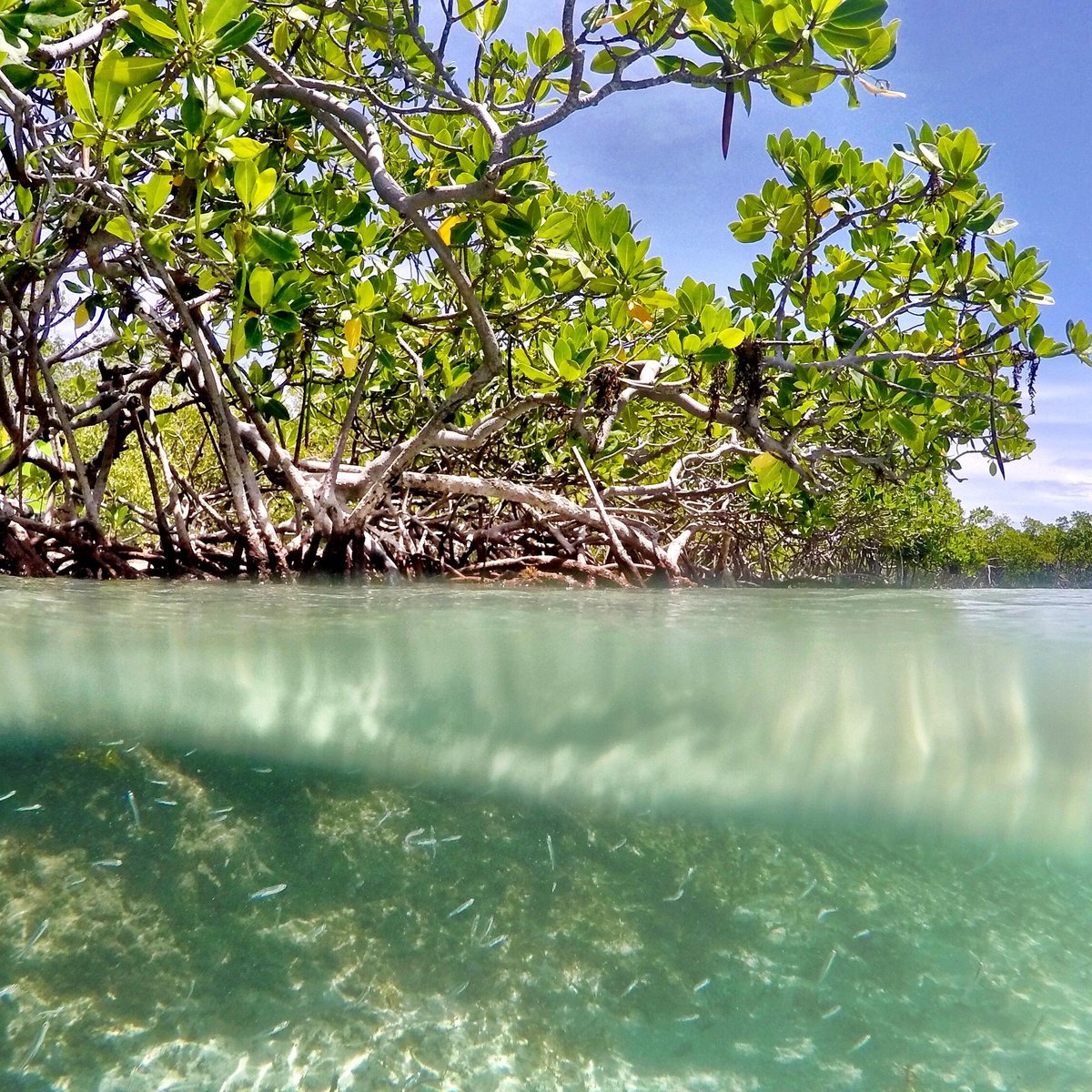 Gilligan's Island Puerto Rico 2024 - Ellie Hesther