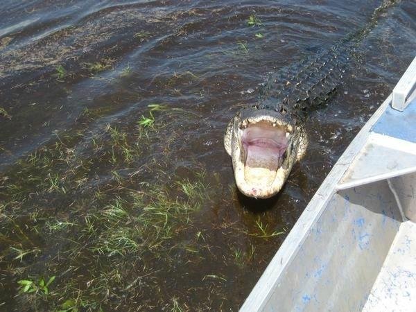 Ray's Airboat Rides - All You Need to Know BEFORE You Go (2024)