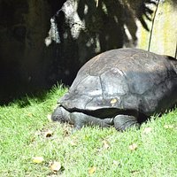 Tortugas, lástima que no está de frente