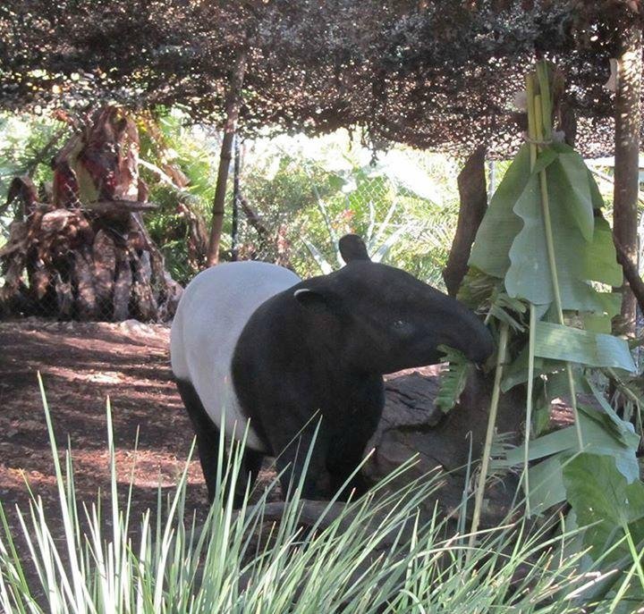 hunter valley zoo nulkaba 2021 all you need to know before you go with photos tripadvisor