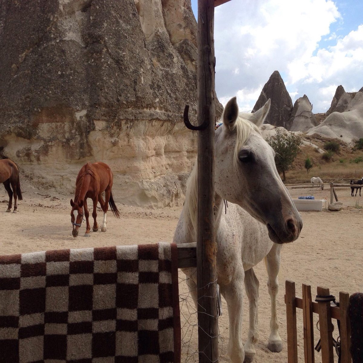 Lucky Horse Ranch, Гёреме: лучшие советы перед посещением - Tripadvisor