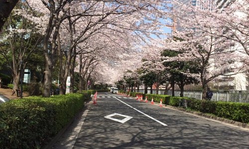 ゲートシティ横の桜並木
