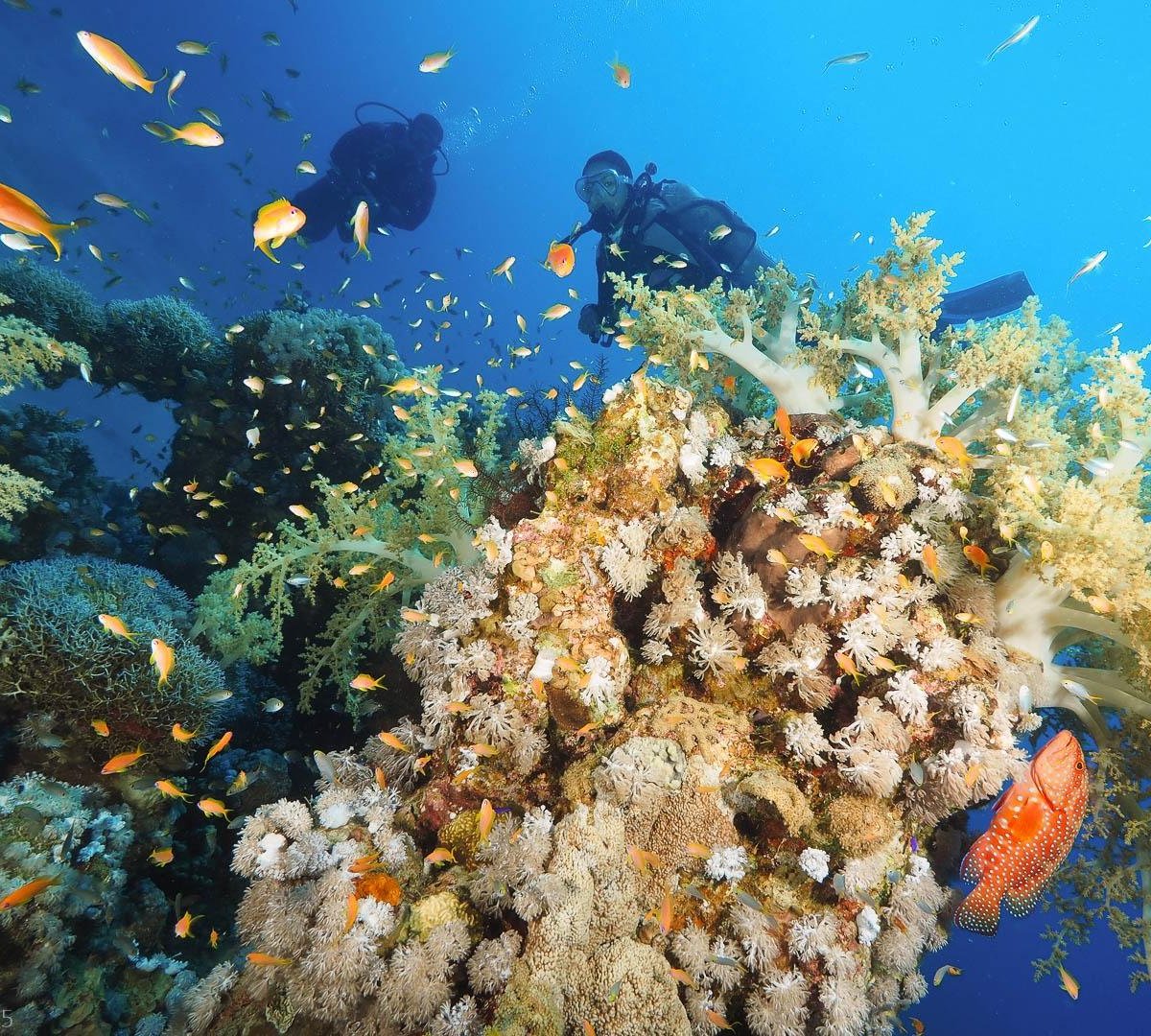 Coral Reefs, Дахаб: лучшие советы перед посещением - Tripadvisor