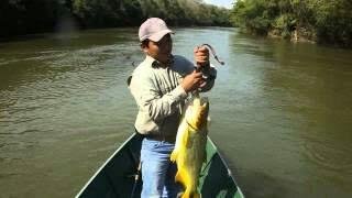 Aqui é o lugar dos peixes maiores