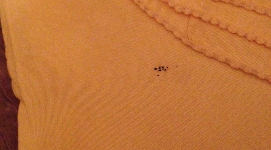 Uitwerpselen van insect op kussens
