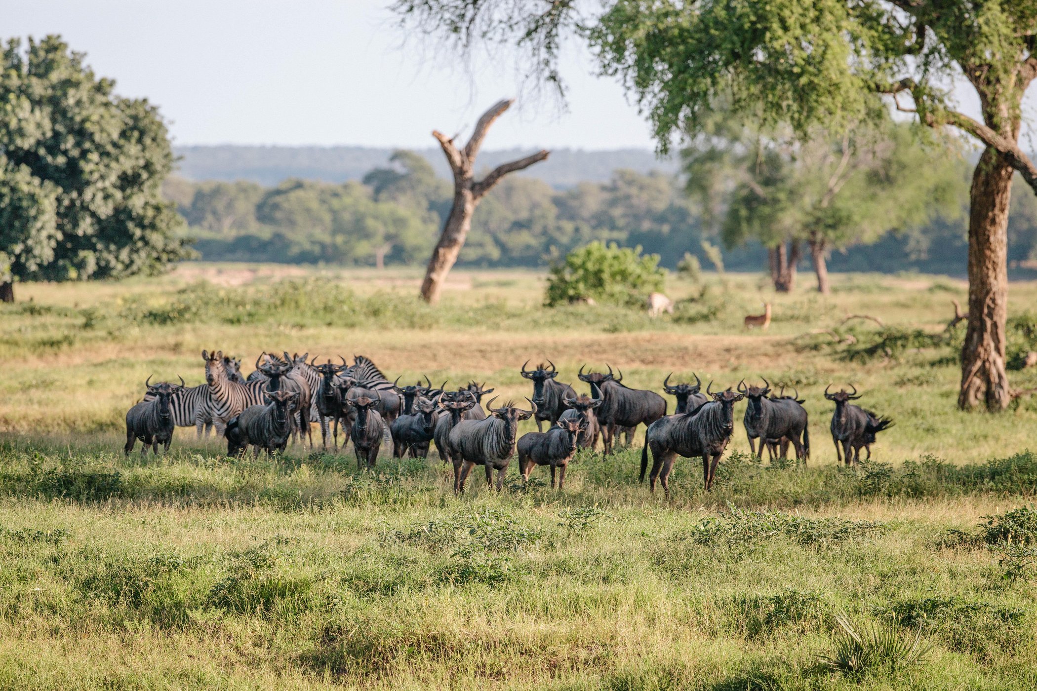 Chilo Gorge Safari Lodge by null