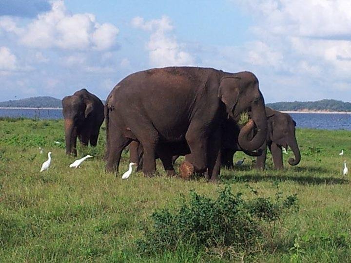 Sigiri Safari Sigiriya 2023 Lo Que Se Debe Saber Antes De Viajar Tripadvisor 1572