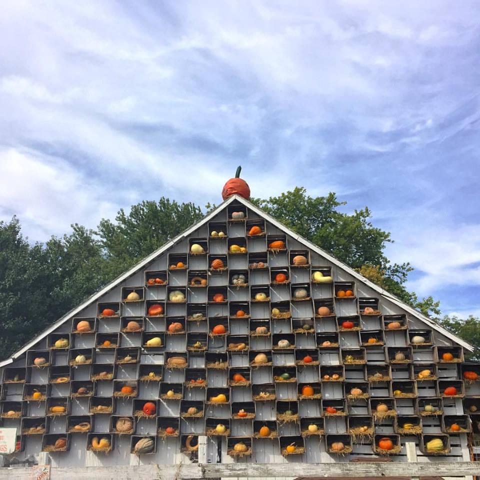 great american pumpkin patch arthur il