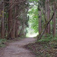 うっそうとした神の道